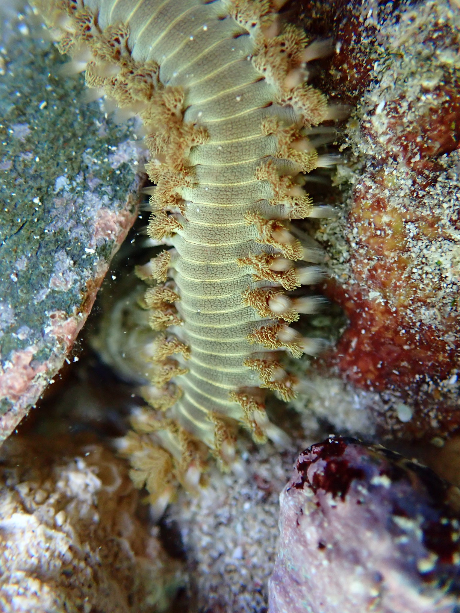 Hermodice carunculata (Pallas, 1766)