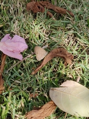 Hermeuptychia canthe