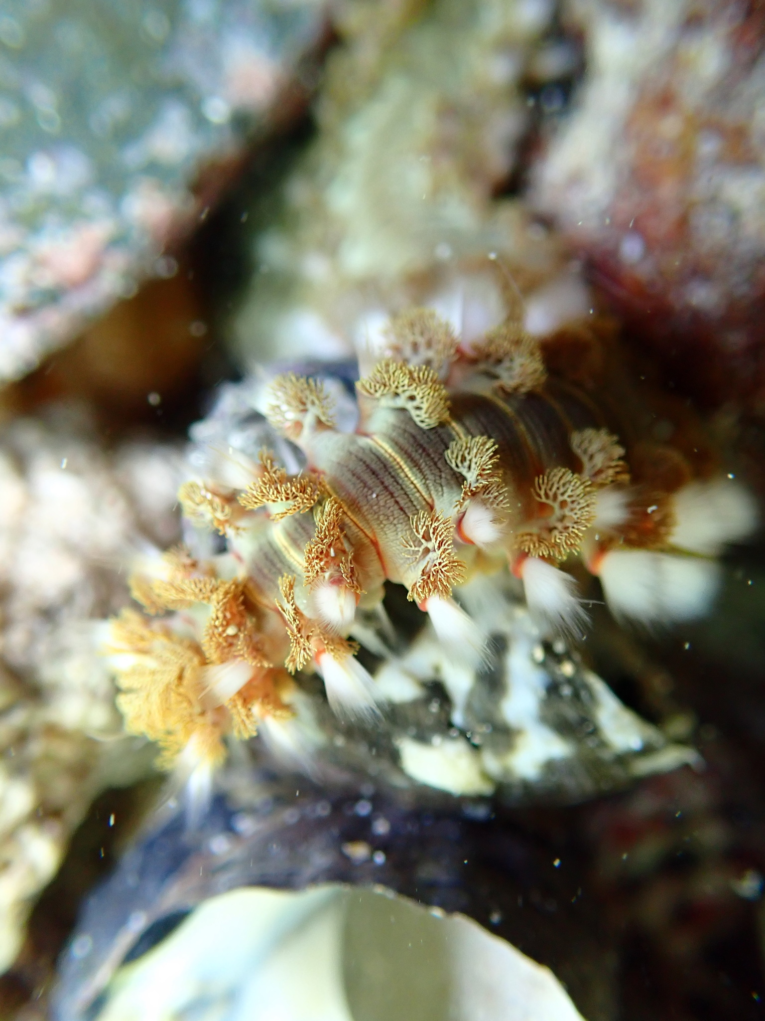 Hermodice carunculata (Pallas, 1766)