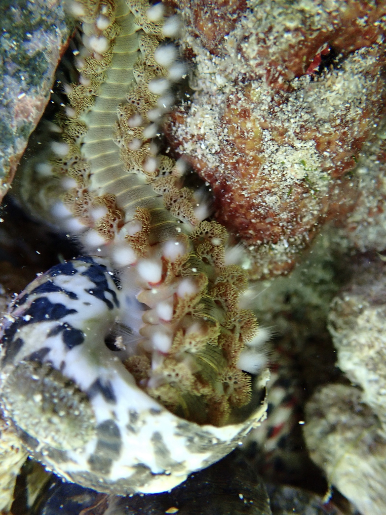Hermodice carunculata (Pallas, 1766)