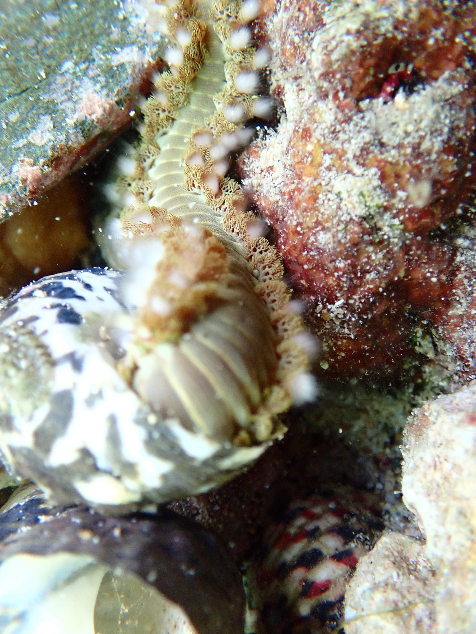 Hermodice carunculata (Pallas, 1766)