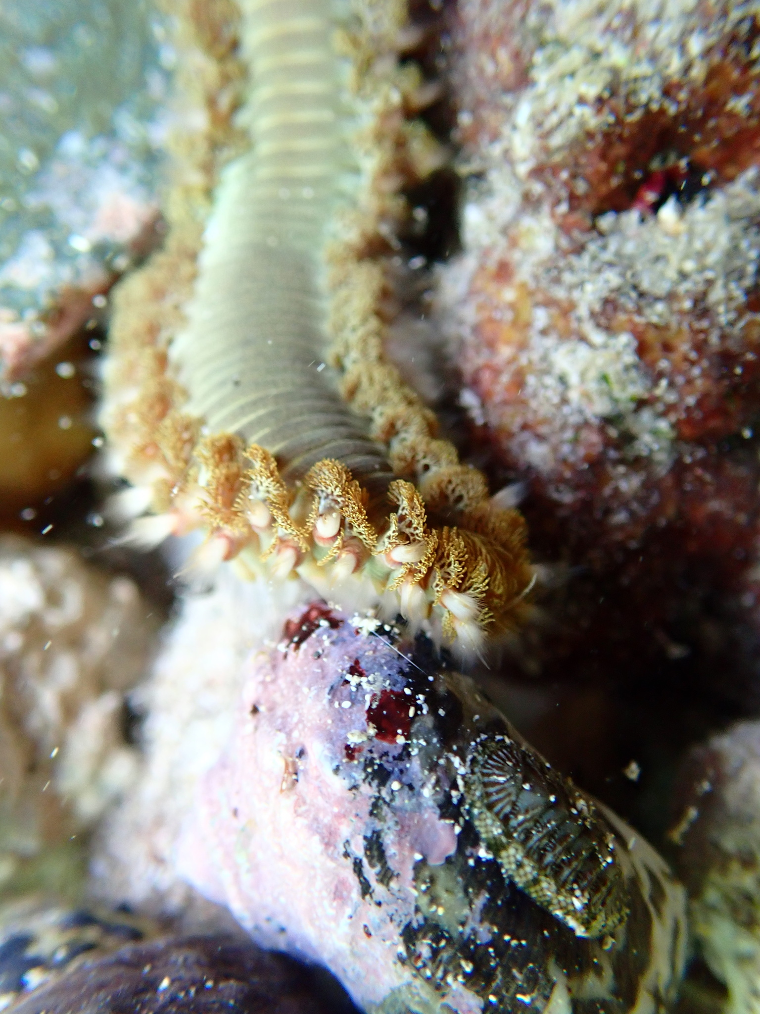 Hermodice carunculata (Pallas, 1766)