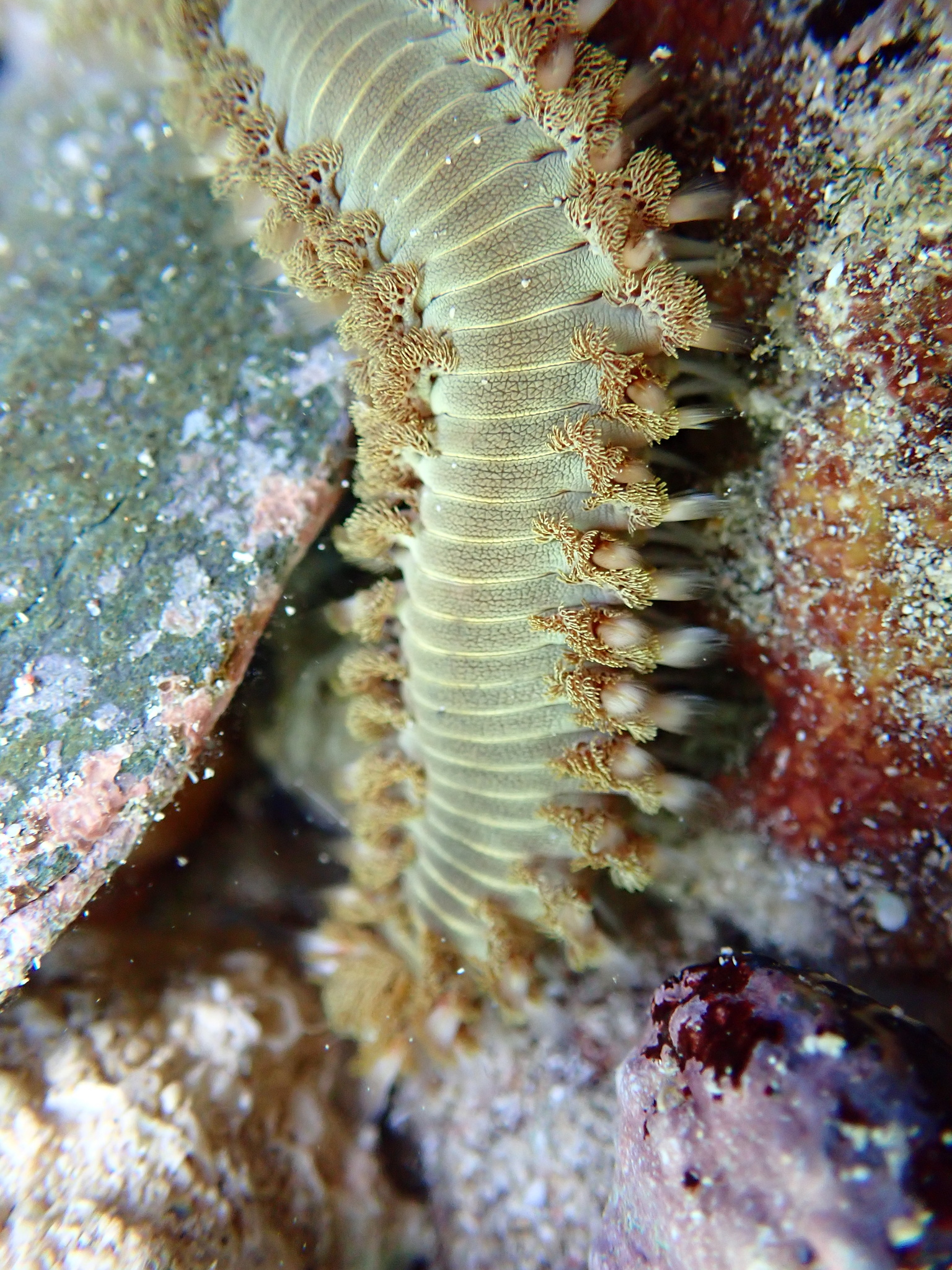 Hermodice carunculata (Pallas, 1766)