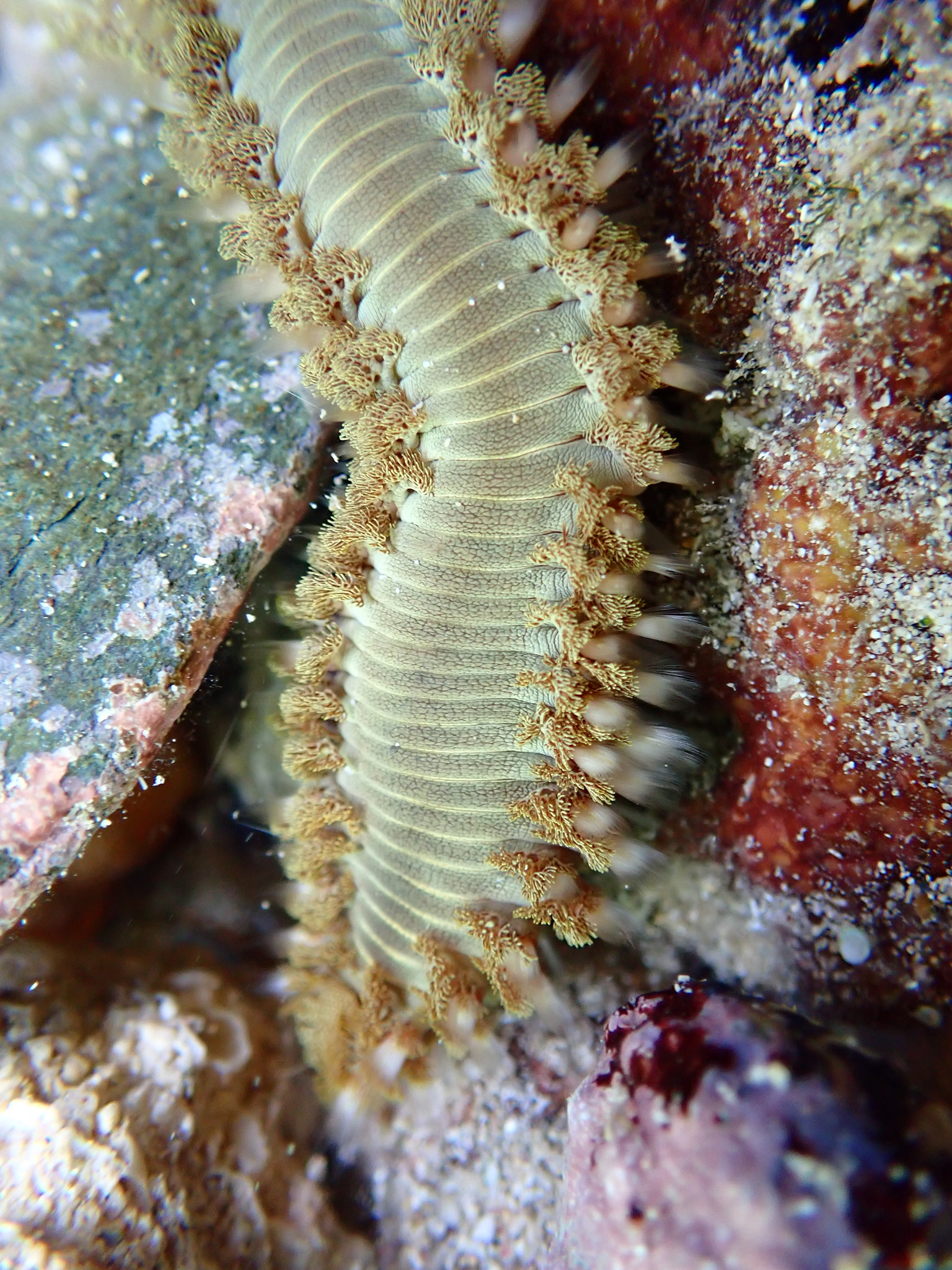 Hermodice carunculata (Pallas, 1766)