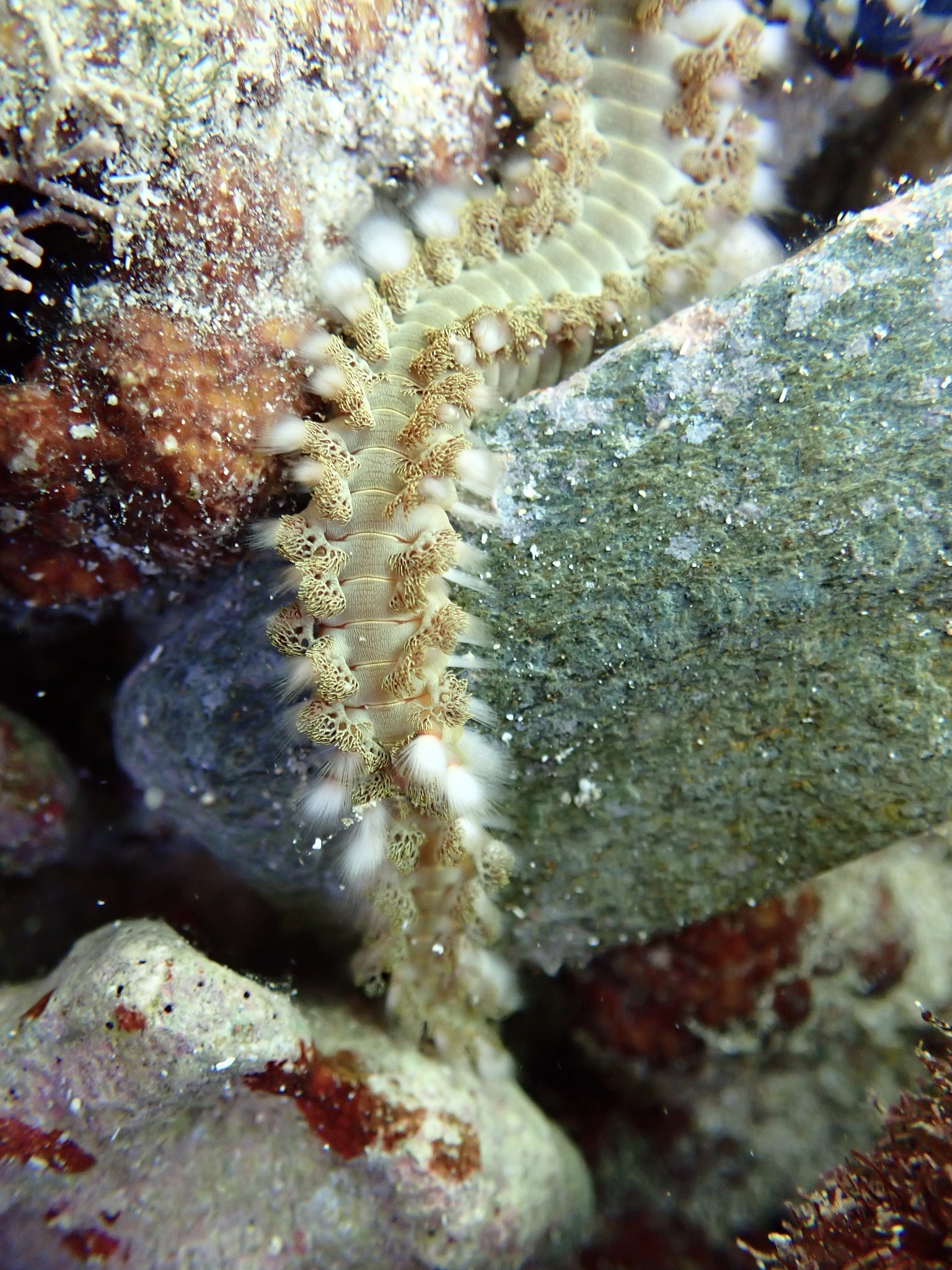 Hermodice carunculata (Pallas, 1766)