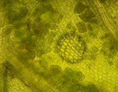 Mesotaenium macrococcum