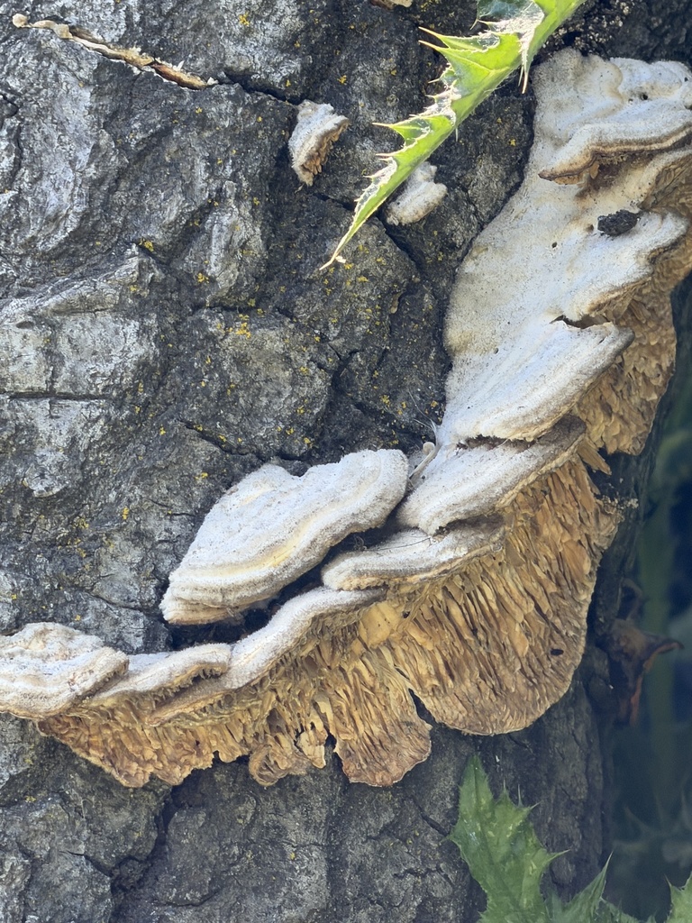 Trametes betulina · April 2026 · photo: © irinamitine (iNaturalist, cc-by)