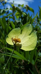 Dalechampia