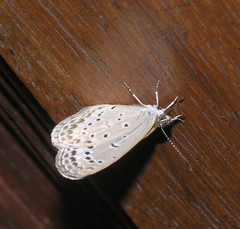 Pseudozizeeria maha maha