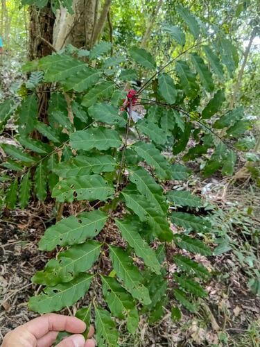 Cupaniopsis trigonocarpa observed 2026-04-21