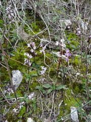 Orchis × sezikiana