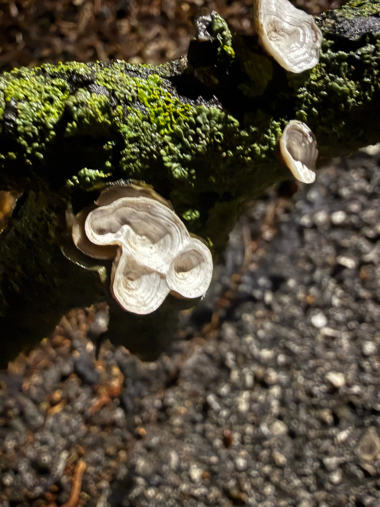 Trametes conchifer · April 2026 · photo: © funkyrat314 (iNaturalist, CC)