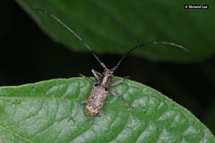 Epepeotes luscus