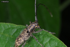 Epepeotes luscus