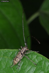 Epepeotes luscus