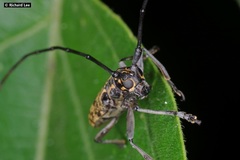 Epepeotes luscus