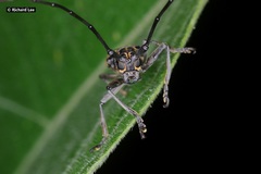 Epepeotes luscus