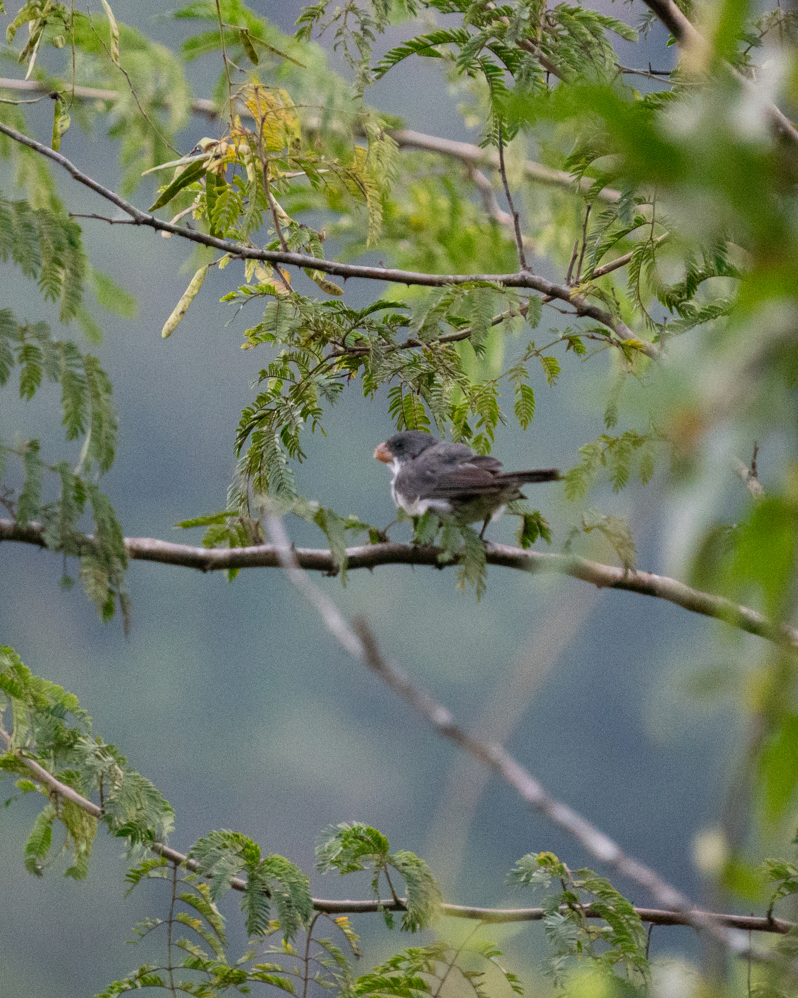 White-bellied Seedeater (Sporophila leucoptera), photo 3