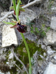 Ophrys mammosa