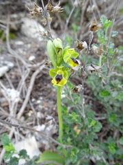 Ophrys lutea galilaea