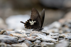 Papilio nephelus chaonulus