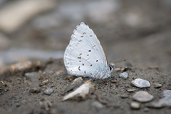 Celastrina lavendularis himilcon
