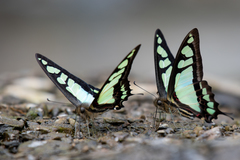 Graphium cloanthus
