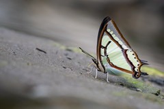 Polyura narcaea meghaduta