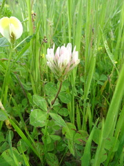 Trifolium clypeatum