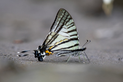 Graphium eurous