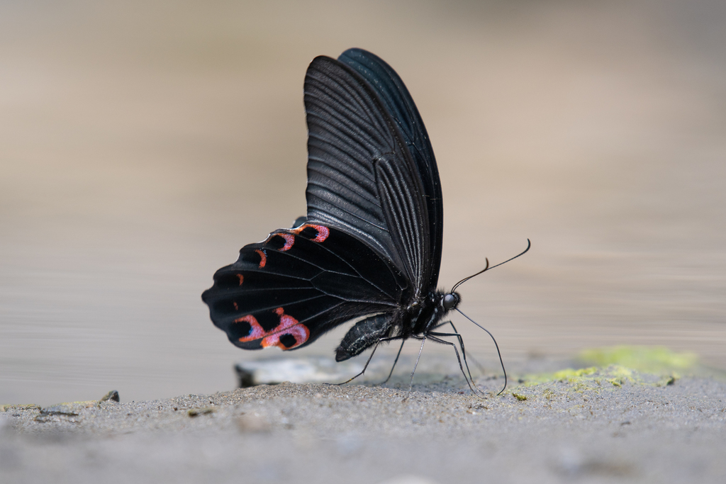 Spangle Swallowtail
