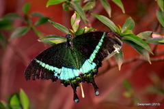Papilio crino