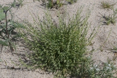 Pectocarya heterocarpa