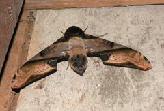 Amplypterus panopus