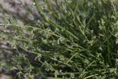 Pectocarya heterocarpa