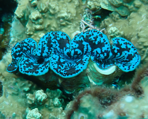 Small Giant Clam
