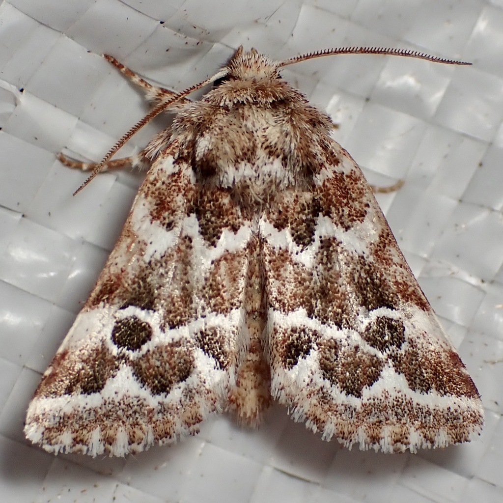 Nacopa melanderi