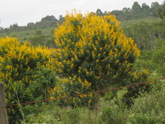 Vochysia tucanorum