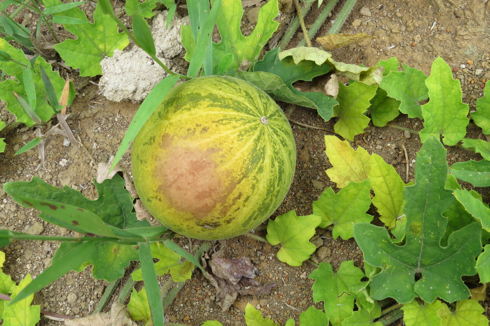 Melothria campestris