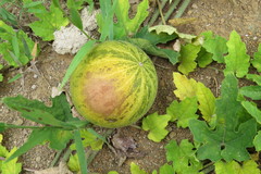 Melothria campestris