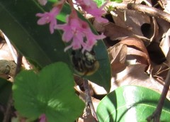 Anthophora plumipes