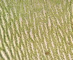 Plagiothecium nemorale