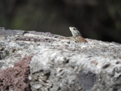 Sceloporus