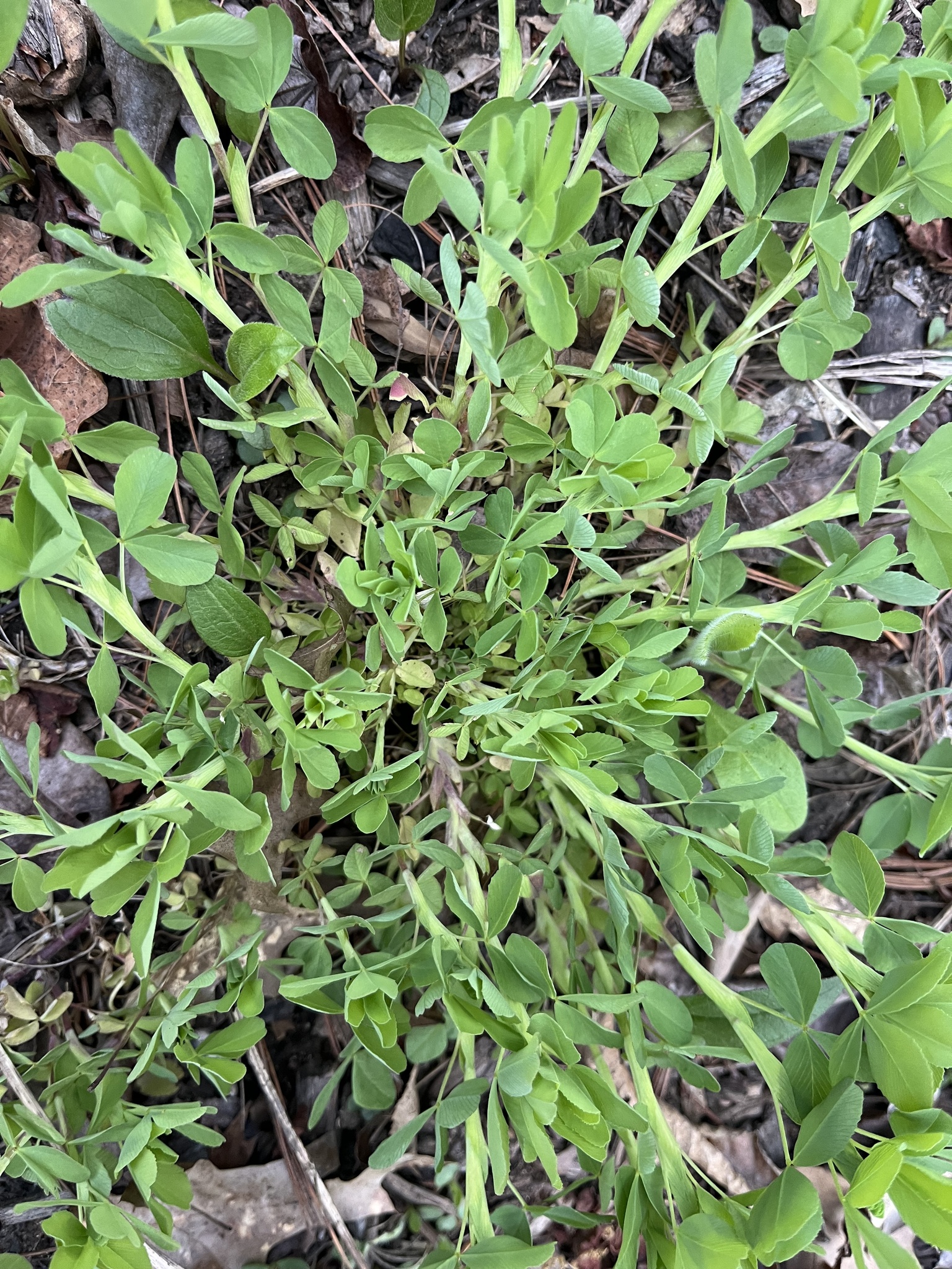 Golden clover
