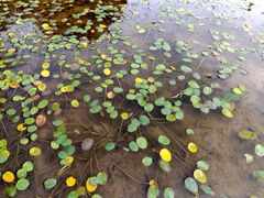 Hydrocleys nymphoides