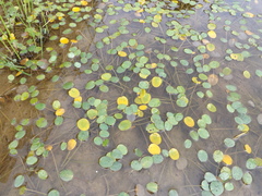 Hydrocleys nymphoides