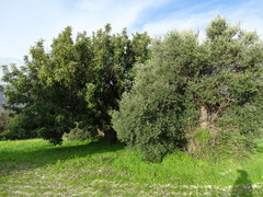 Ceratonia siliqua