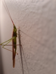 Conocephalus conocephalus
