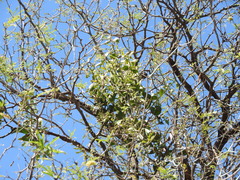 Psittacanthus calyculatus