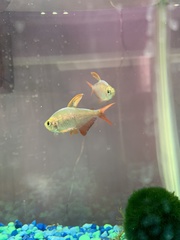 Hyphessobrycon columbianus